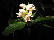 花。色は曙色。