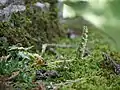 同じ株が開花したもの15日後