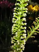 花。色ははじめ白色。