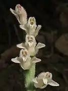 花茎と萼片に細かい毛が密生し、側萼片は左右に開く。
