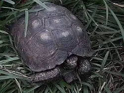 テキサスゴファーガメ