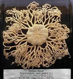Gorgonocephalus caputmedusae クモヒトデ綱テヅルモヅル属 「メデューサ頭」種