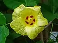 Gossypium herbaceumの花