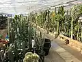 温室内で育てているサボテン