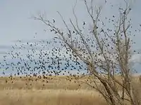 ゴーヴ郡の野鳥