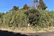 御前鬼塚古墳（ごぜんきづかこふん）