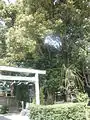 牛頭夫婦楠