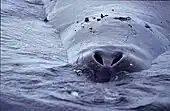 ヒゲクジラ(ホッキョククジラ)の2個の噴気孔