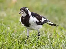 ツチスドリ雌→若鳥）