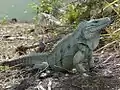 ブルーイグアナ (Cyclura lewisi)