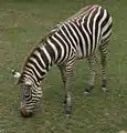 サバンナシマウマ（グラントシマウマ）