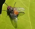 セマダライエバエ Graphomya maculata