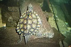 キマダラチズガメG. flavimaculata