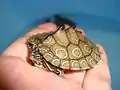 ワモンチズガメG. oculifera