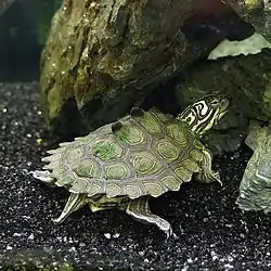 キタクロコブチズガメ
