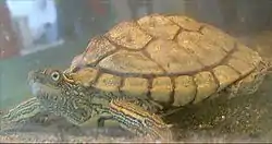 テキサスチズガメ