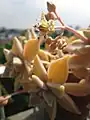 グラパラリーフの花