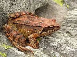 ヨーロッパアカガエル