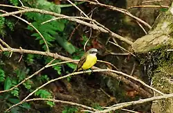 ハイボウシヒタキモドキ