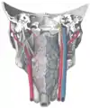 Muscles of the pharynx, viewed from behind, together with the associated vessels and nerves.