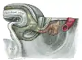 Tail end of human embryo thirty-two to thirty-three days old.