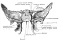 Sphenoid bone. Upper and posterior surfaces.