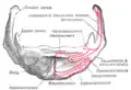 Hyoid bone. Anterior surface. Enlarged.