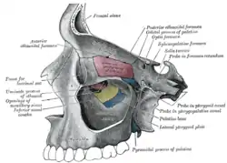 Medial wall of left orbit.