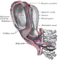 Model of human embryo 1.3&nbsp;mm. long.