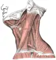 Mylohyoid muscle visible right under jaw