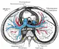 Transverse section of thorax, showing relations of pulmonary artery.