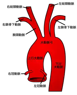 左心室を出て分岐する大動脈