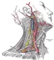 Superficial dissection of the right side of the neck, showing the carotid and subclavian arteries.