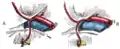 Variations in origin and course of obturator artery.