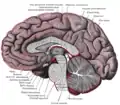 図4　脳の正中矢状断。赤い部分が軟膜。