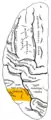 左大脳半球の側面を上からみた図。オレンジ色の所が角回。