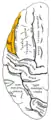 左大脳半球を上から見た図。オレンジ色の所が下前頭回