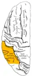 左大脳半球の外側面を上から見た図。オレンジ色の所が下頭頂小葉。