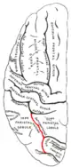 左大脳半球外側面を上から見た図