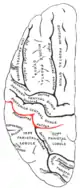 左大脳半球の外側面を上から見た図。赤い所が中心後溝。