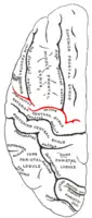 中心前溝。上前頭回の後方の境界を定める脳溝。