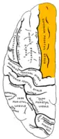左大脳半球の外側面を上から見た図。オレンジ色の所が上前頭回。