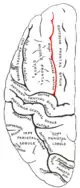 ヒトの左大脳半球の外側面を上から見た図。赤色で示す所が上前頭溝。