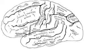 グレイ解剖学 図 726 - 左大脳半球の外側面を横から見た図