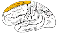 左大脳半球の外側面を横から見た図。オレンジ色の所が上前頭回。