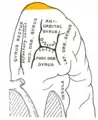 ヒト左大脳半球の眼窩部。下から見た所。