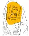 左前頭葉の眼窩面。オレンジ色の所が眼窩回。