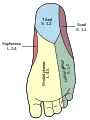 Foot.