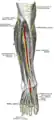 下腿前面の深部神経。