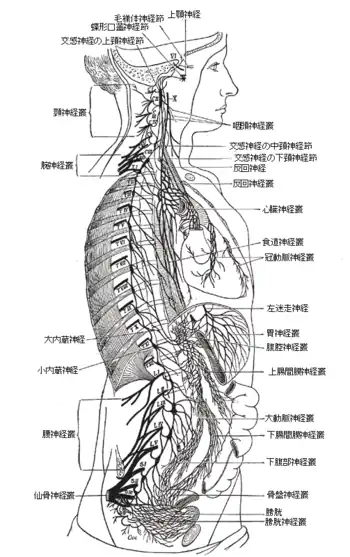 図1: 右交感神経鎖と胸部、腹部、骨盤の神経叢とその接続。(Schwalbeによる修正後)